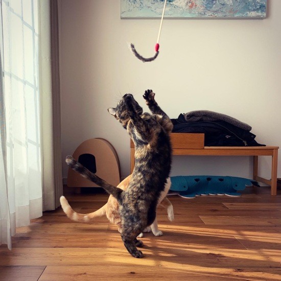 よく遊び、よくしゃべり、よく甘える（ゆりさん提供）

