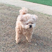 外遊び中、眠くなって固まったふわちゃん（画像提供：ふわパパさん）