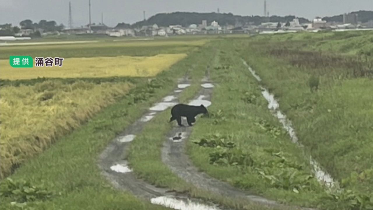 クマが水田に居座る　緊急銃猟を検討　宮城・涌谷町