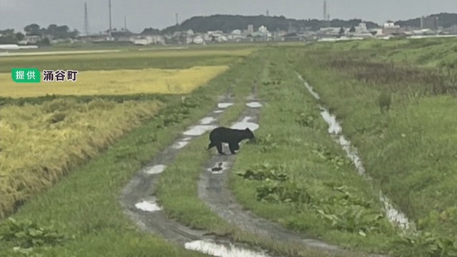 クマが水田に居座る　緊急銃猟を検討　宮城・涌谷町