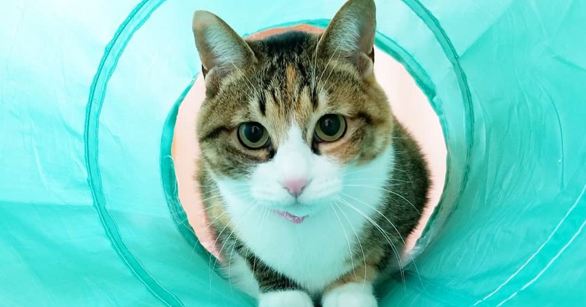 こもも子猫 Amazon.co.jp: きみも こねこなの? (児童書) : エズラ・ジャック