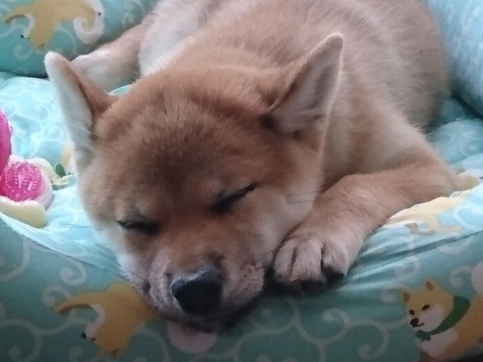 家にきたころの「春」