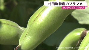 栽培は８０年前から　宮城・村田町の特産品ソラマメ　６月６日そらまめ祭り
