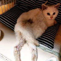 保護当時のハクくん。猫パンチを繰り出してきた＝tuna.poteto.haku.nekoさん提供