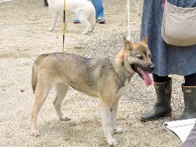 「紀州犬」審査会　立ち耳や巻き尾、性格で審査