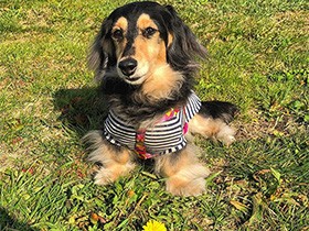 タンポポ咲く河川敷お散歩　ダックスフントの「ノンノンちゃん」