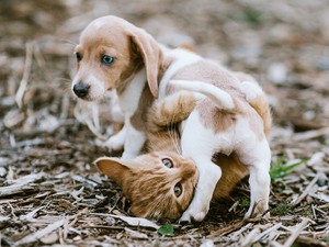 「犬や猫にだって差別がある」と言う研究者　それは生き抜く本能だから