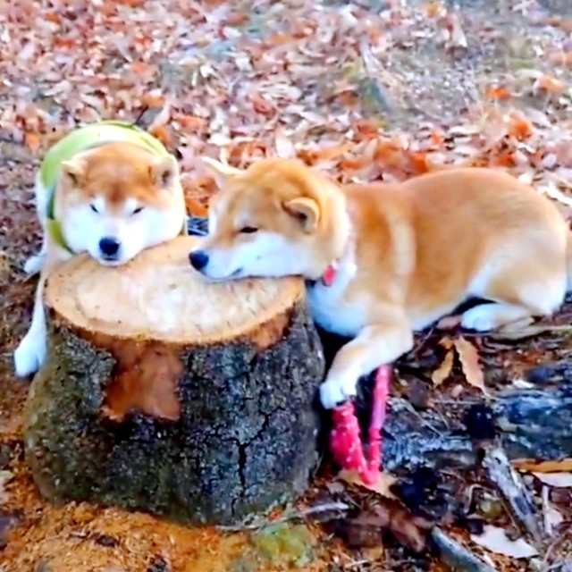 切り株にアゴをのせるはっちゃくくん（左）と、しんえもんくん（右）（画像提供：柴犬が作る幻の赤いキウイさん）