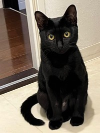 飼い主さんをじっと見つめるエースちゃん（画像提供：黒猫エースさん）