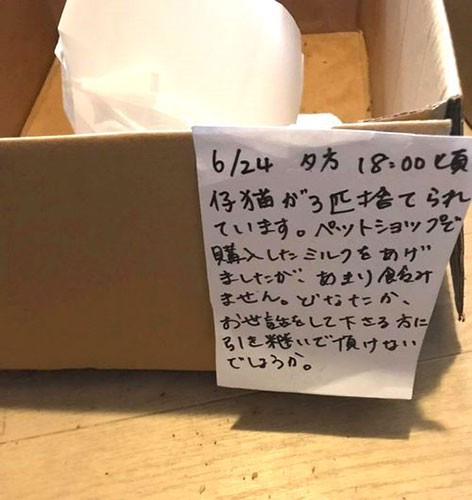 ポールはダンボール箱に入れられ捨てられていた子（保護主さん提供）