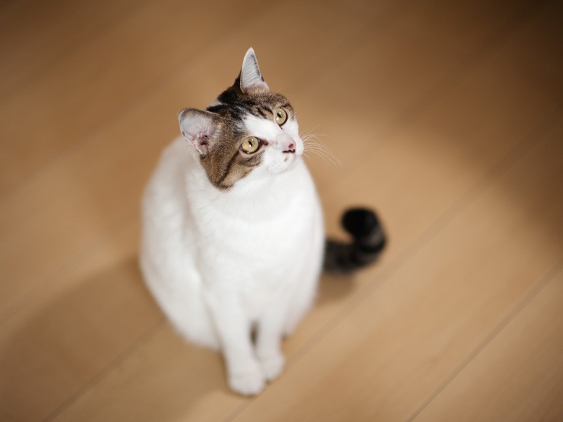 「ライトが当たってる、踊ろうかしら」（小林写函撮影）