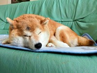 すーすー寝息をたてて眠るハルちゃん（画像提供：柴犬ハルさん）