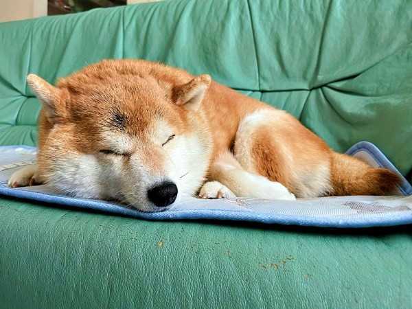 すーすー寝息をたてて眠るハルちゃん（画像提供：柴犬ハルさん）