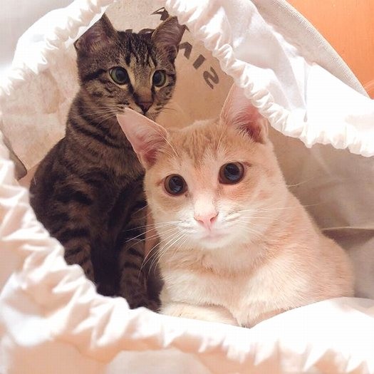 ロイ王子と袋の中に入ってみたよ