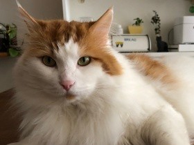 脱走した愛猫を発見したが排水溝のさらに奥へ！　地域猫に詳しい人の協力で保護できた