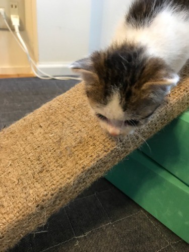 ネコ先輩のおうちは遊び場がたくさんだ！