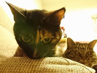 猫の名前には飼い主の思いが…　「モモ」１位に微妙な気分