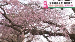 開花はいつ？　仙台市の桜の名所　宮城野区・榴岡公園