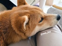お膝にあごを載せ、まったり…　画像提供／犬さん