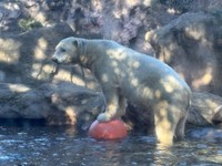 ブイと格闘する父ゴーゴ（提供＝よこはま動物園ズーラシア）