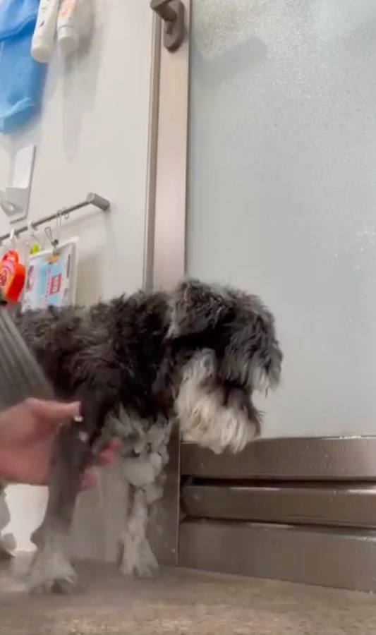 諦めの表情でシャワーをがんばる、くぅちゃん（動画からキャプチャー／提供：くぅ さん）