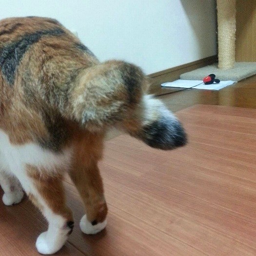 途中で曲がっている立派な鍵しっぽ