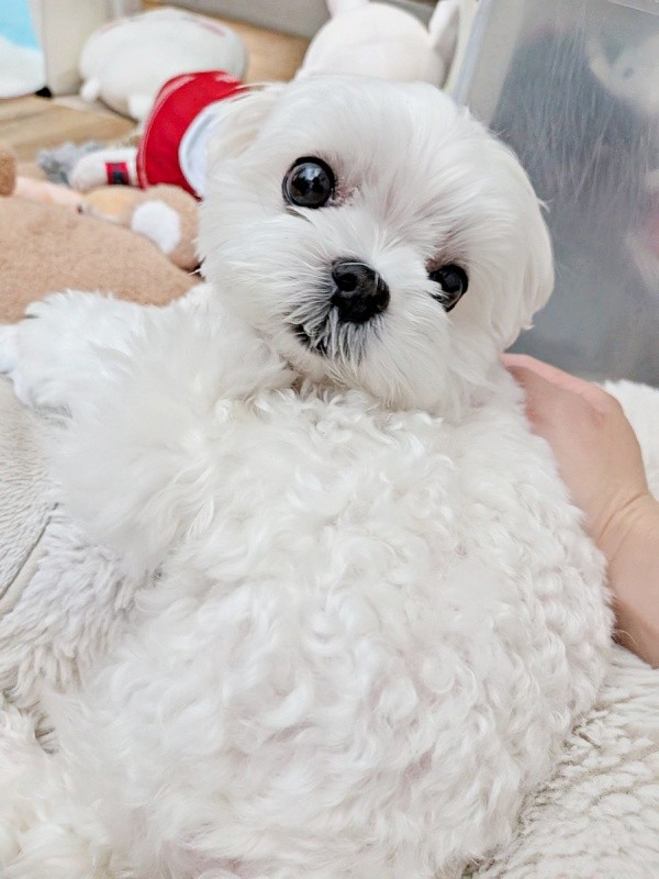 飼い主さんとゴロゴロしてくつろぐ、るうぼいくん（画像提供：マルチーズのぼい家さん）