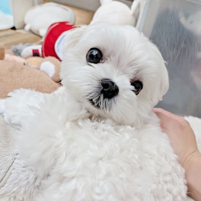 飼い主さんとゴロゴロしてくつろぐ、るうぼいくん（画像提供：マルチーズのぼい家さん）