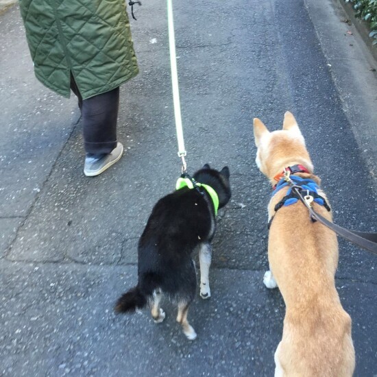 チョコとの散歩