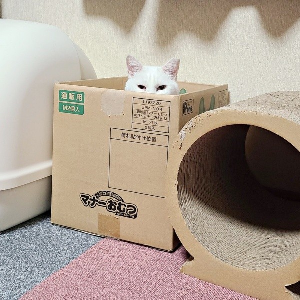 箱からひょっこり顔をのぞかせるおもちちゃん（画像提供：ちったんさん）