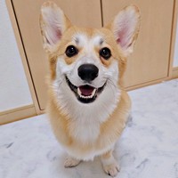 表情豊かなタビーくん。たくさんの人を笑顔にしました（画像提供：キリ眉のタビーさん）