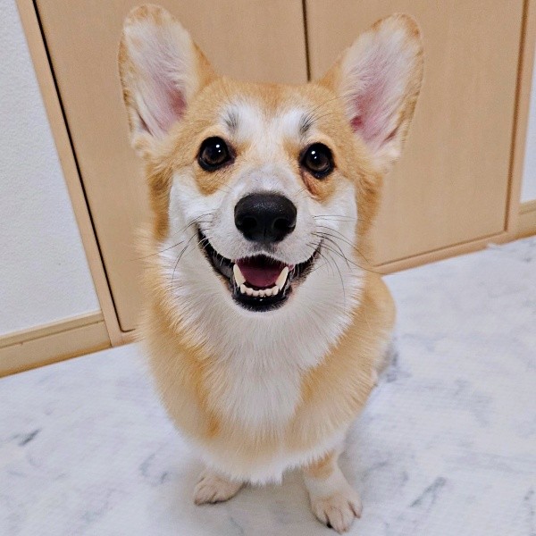 表情豊かなタビーくん。たくさんの人を笑顔にしました（画像提供：キリ眉のタビーさん）