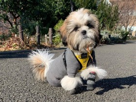 もっと遊びたいよぅ　散歩から帰りたくないシーズー「おもち」