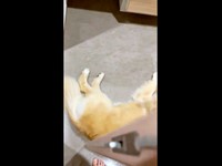 引き戸の前で寝そべる心晴ちゃんの姿がーー（画像提供：ゴールデンレトリバーの心晴（こはる）さん）