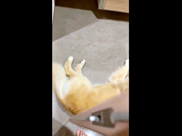 引き戸の前で寝そべる心晴ちゃんの姿がーー（画像提供：ゴールデンレトリバーの心晴（こはる）さん）
