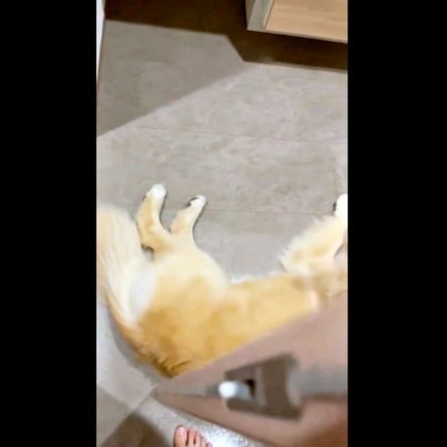 引き戸の前で寝そべる心晴ちゃんの姿がーー（画像提供：ゴールデンレトリバーの心晴（こはる）さん）