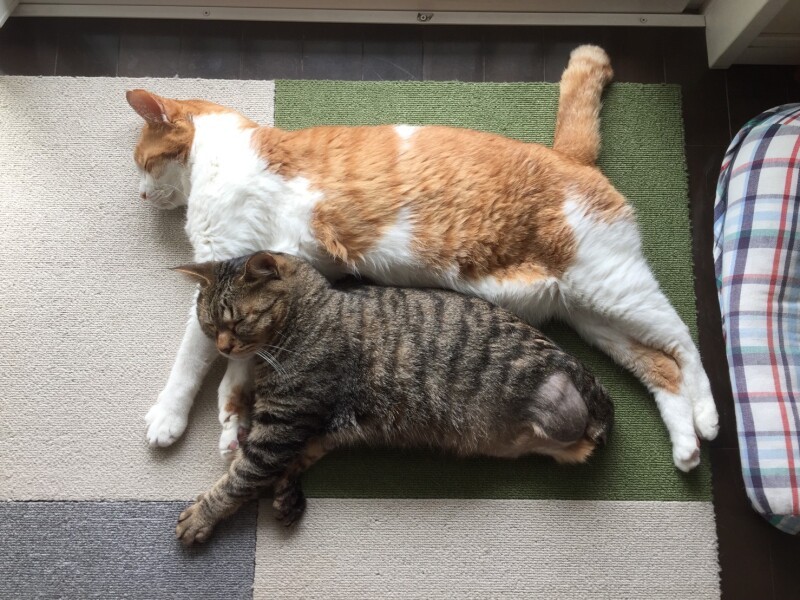 18歳の時、仲良しの福多朗（下）と。大吉の時と同じく、はるまきは福君の障害を気にせず“対等”におつきあい（明日香さん提供）