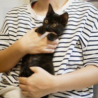 子猫時代、抱っこされる小さなすーちゃん（画像提供：すーちゃんさん）