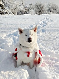 雪遊びをするしろくん（画像提供：ちろさん）
