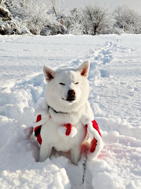 雪遊びをするしろくん（画像提供：ちろさん）