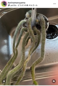 丸山桂里奈インスタグラム＠karinamaruyamaより