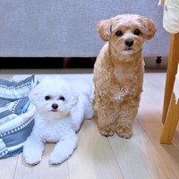 仲良しきょうだい（左から）ちろちゃん、まおくん（画像提供：まお ちろさん）