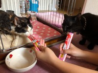 つむぎちゃん（左）と先住猫の黒猫