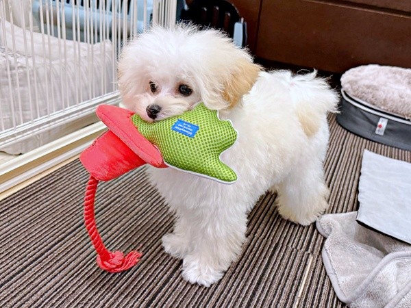 おもちゃを運ぶ子犬（画像提供：ふわとろ天使くん）