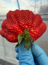 果たしてお味は？