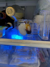 冷蔵庫を開けると…（akimiさん提供）