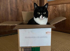 たまに気まぐれに長期休暇を取る、ママさんのボディーガード　白黒MIX猫「キト」