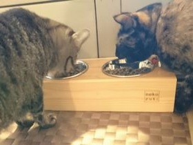 猫のお留守番　えさは１日１皿ずつ食べる⁉