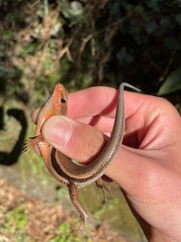 ヒガシニホントカゲ（画像提供：よろたむさん）