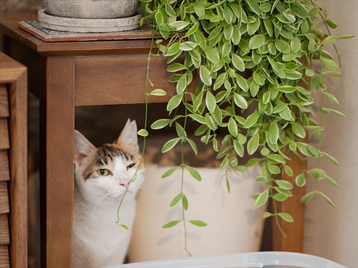 「緑で覆われているから、空気はとても清らかなの」（小林写函撮影）